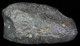 Fossil Whale Ear Bone - Miocene #63542-1